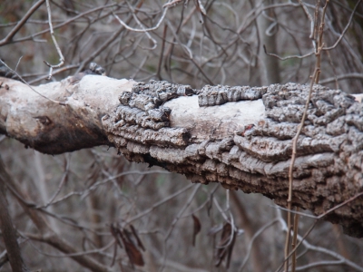 [Fallen tree with hunks of outer bark missing resulting in a great view of the bark thickness.]